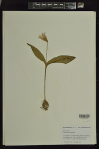 Erythronium rostratum image