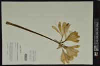 Lycoris squamigera image