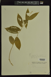 Maianthemum paniculatum image