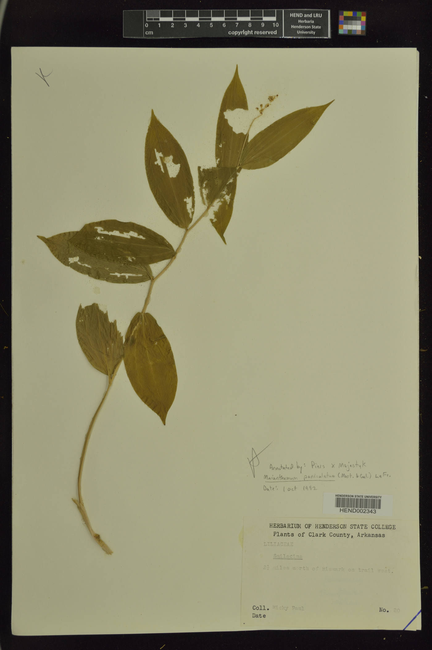 Maianthemum paniculatum image