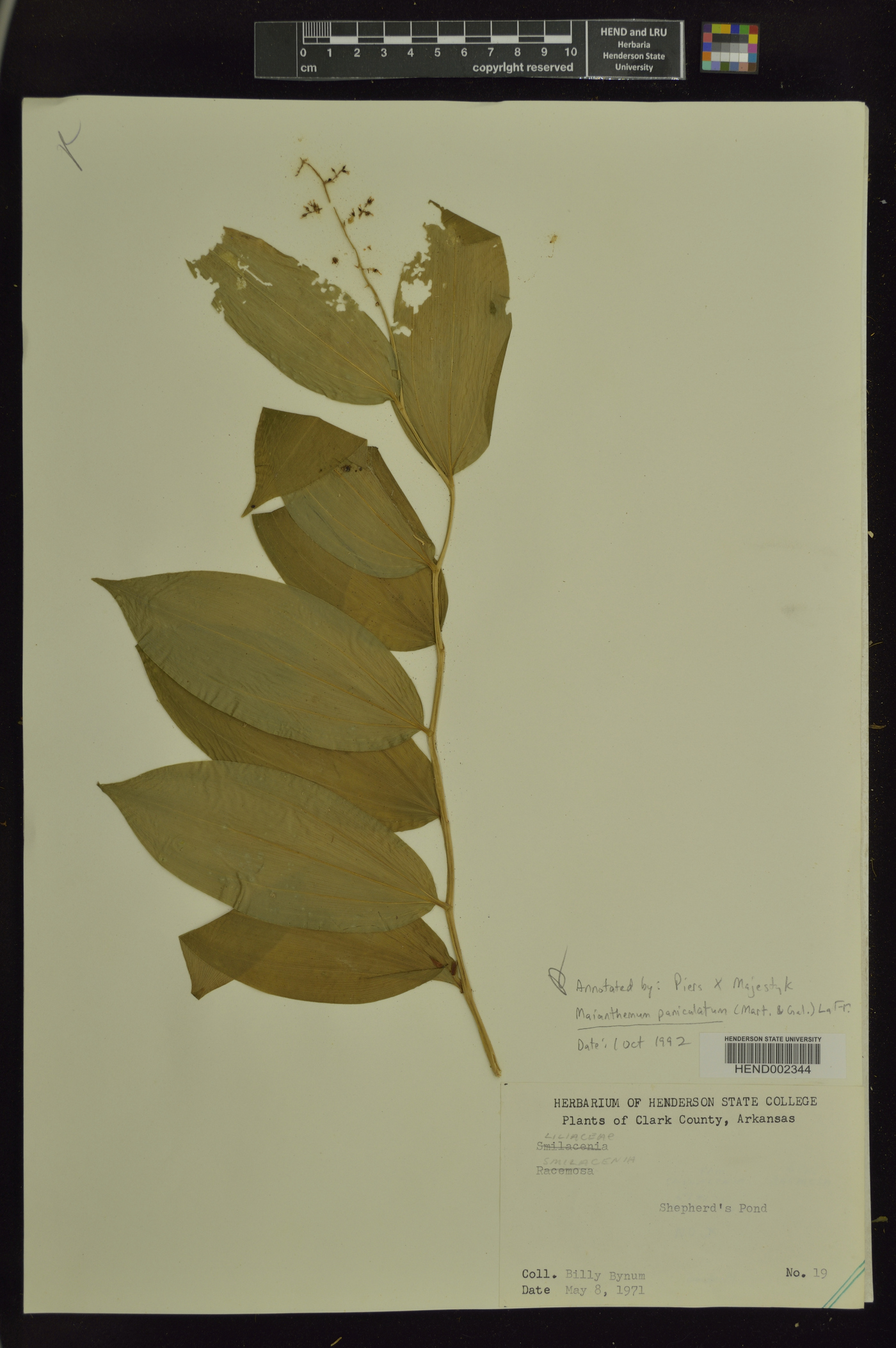 Maianthemum paniculatum image