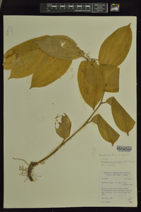 Maianthemum paniculatum image