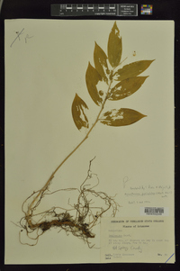 Maianthemum paniculatum image