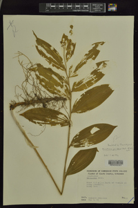 Maianthemum paniculatum image