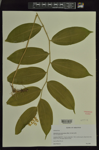 Maianthemum paniculatum image