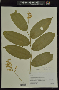 Maianthemum paniculatum image