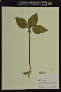 Trillium recurvatum image