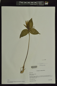 Trillium viridescens image