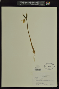 Uvularia sessilifolia image