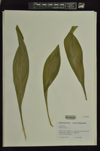 Veratrum woodii image