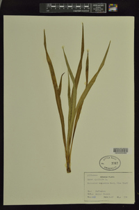 Yucca aloifolia image