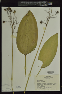 Thalia dealbata image