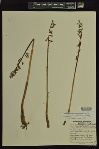 Corallorhiza wisteriana image