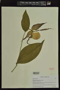 Cypripedium kentuckiense image