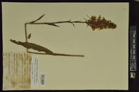 Platanthera ciliaris image