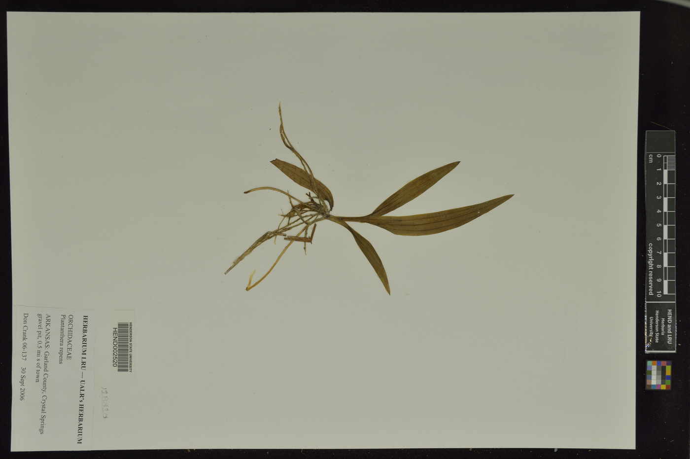 Platanthera repens image