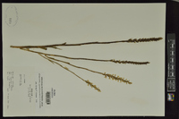 Spiranthes cernua image