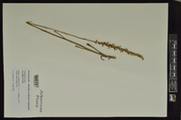 Spiranthes vernalis image