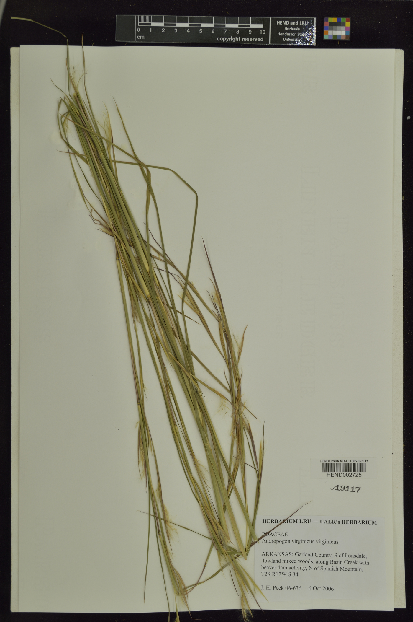 Andropogon virginicus virginicus image