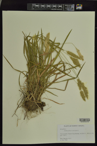 Anthoxanthum odoratum image