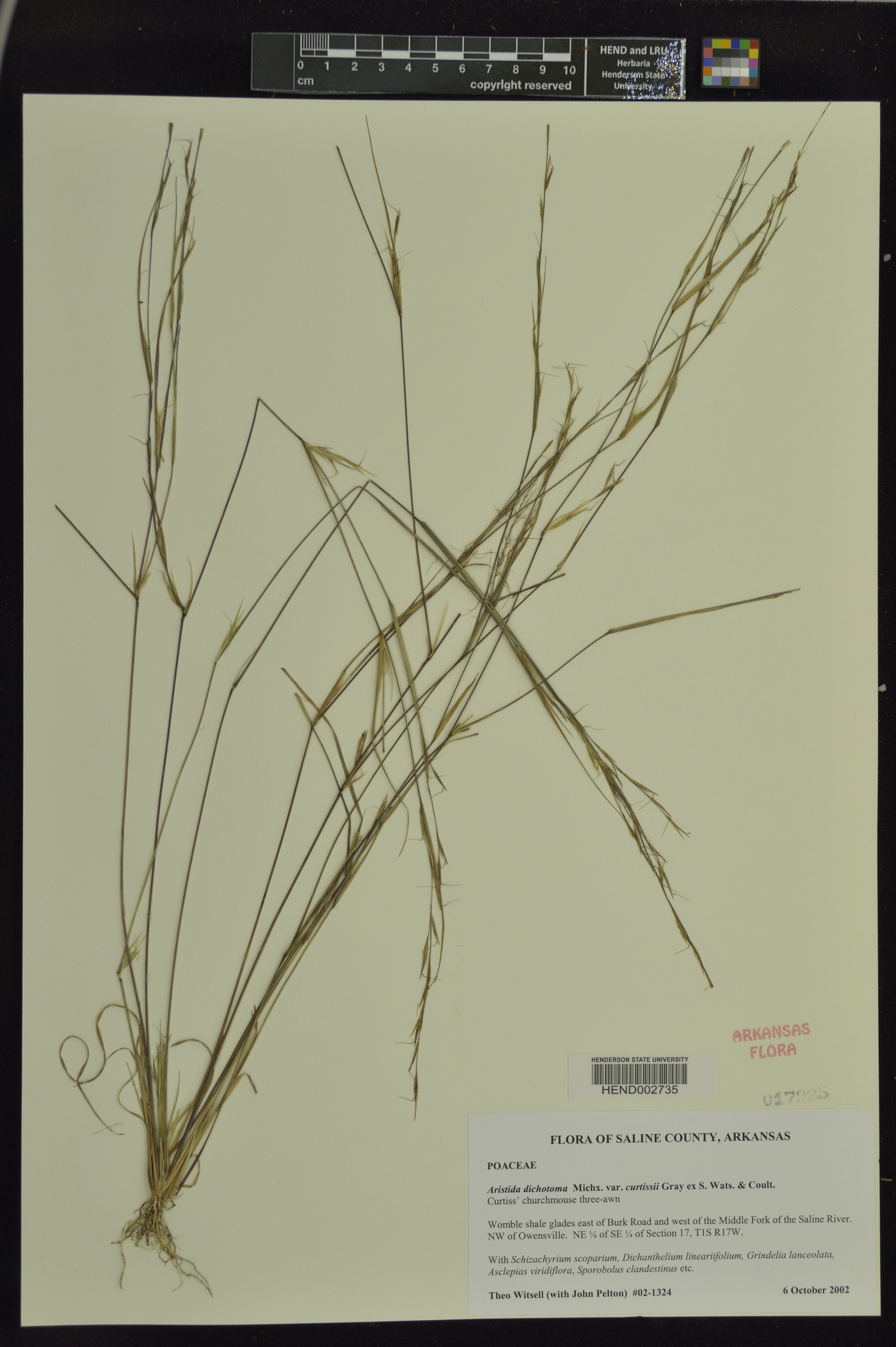 Aristida dichotoma var. curtissii image