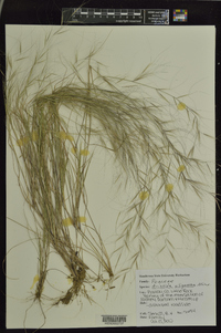 Aristida oligantha image