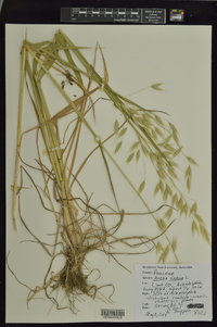 Avena sativa image