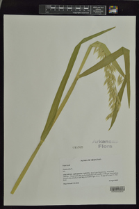 Avena sativa image