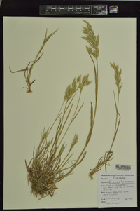 Bromus hordeaceus image