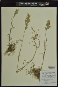 Bromus hordeaceus image