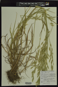 Bromus pubescens image