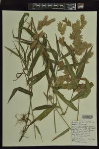 Chasmanthium latifolium image