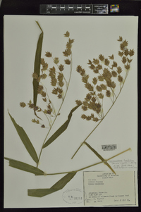 Chasmanthium latifolium image