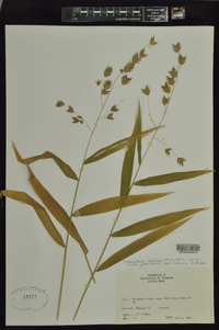 Chasmanthium latifolium image