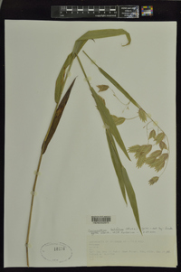 Chasmanthium latifolium image