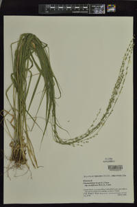 Chasmanthium laxum subsp. sessiliflorum image