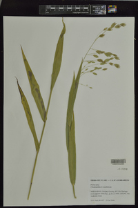 Chasmanthium sessiliflorum image