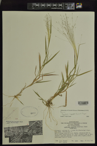 Digitaria cognata image