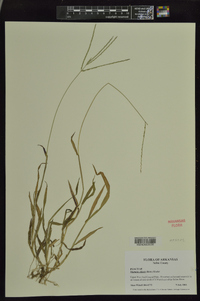 Digitaria ciliaris image