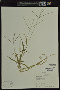 Digitaria ciliaris image