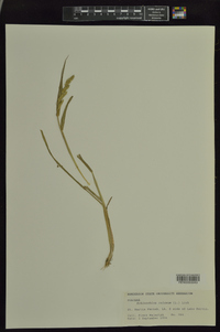 Echinochloa colona image