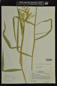 Leersia lenticularis image