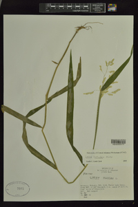 Leersia lenticularis image