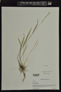 Melica mutica image
