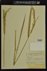 Oryza sativa image