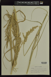 Panicum amarulum image