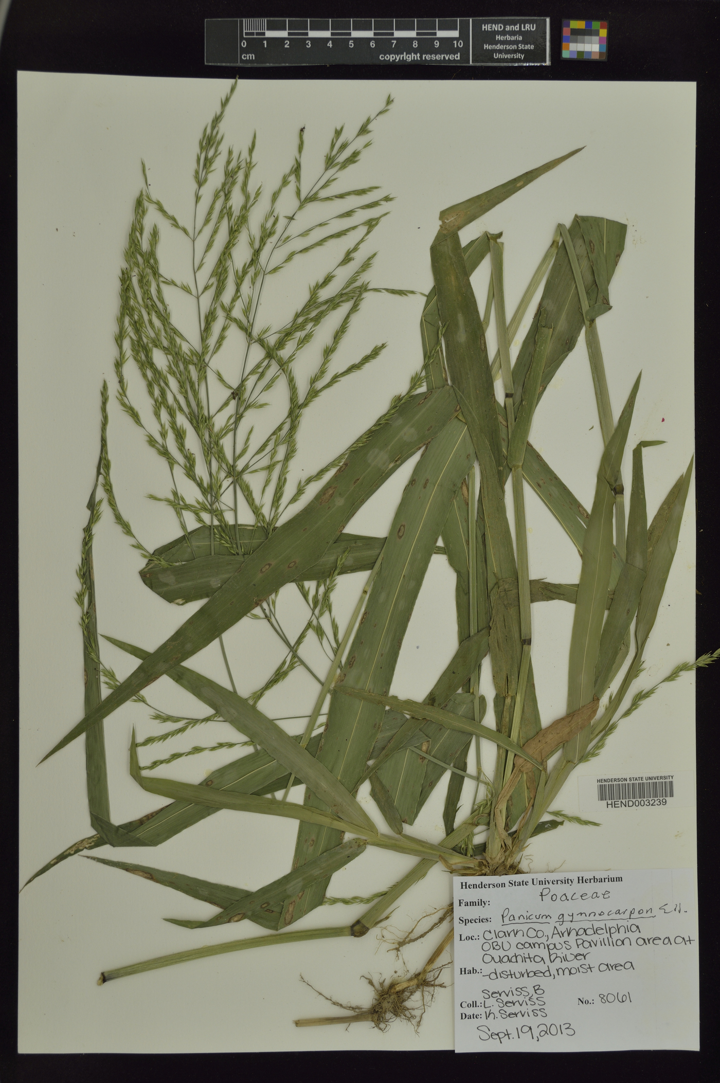 Panicum gymnocarpon image