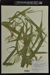 Panicum gymnocarpon image