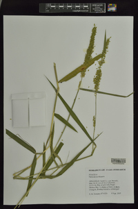 Panicum hemitomon image