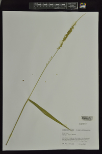 Panicum hemitomon image